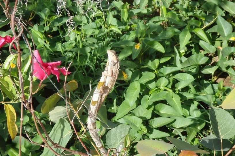 Wildlife encounter